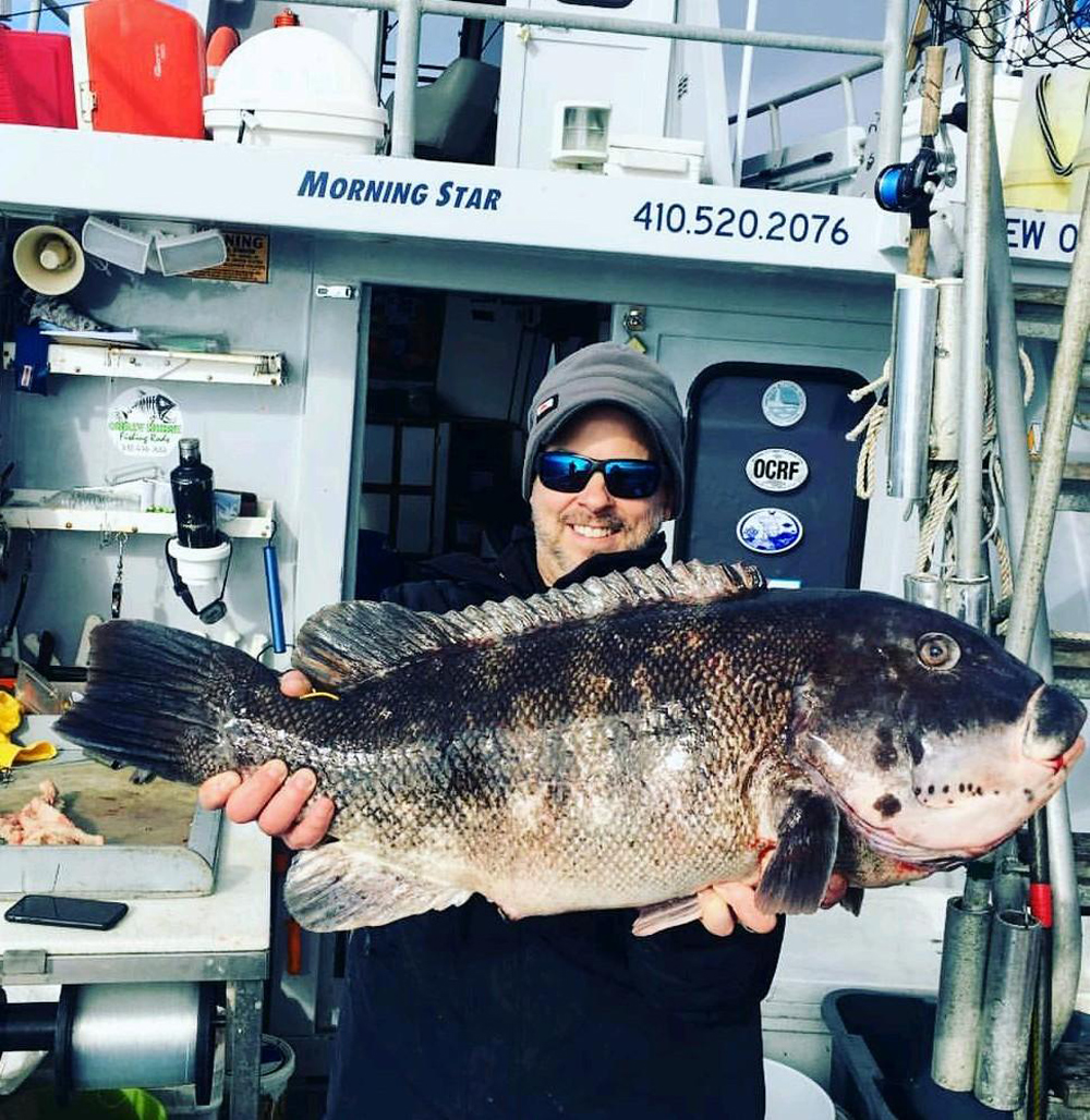 20 pound tautog caught on morning star