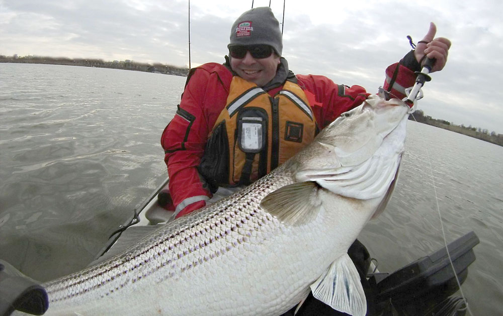 huge rockfish caught from a kayak