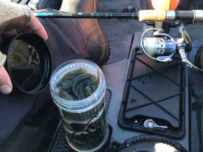 bait up container with minnow