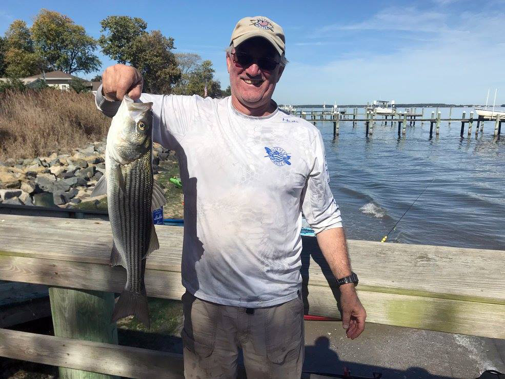 Eastern Bay striped bass