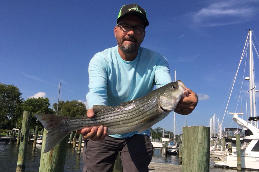 striped bass