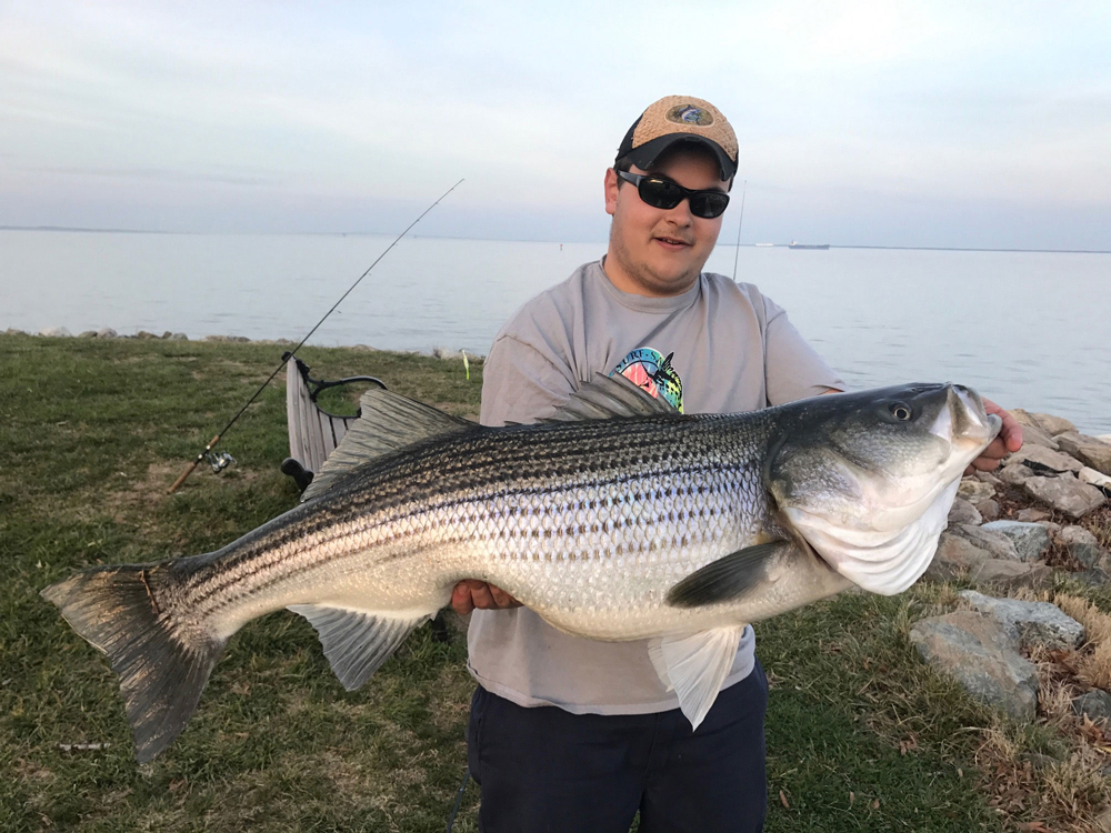 trophy rockfish shoreline angler