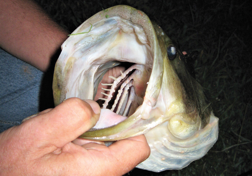 bass night fishing