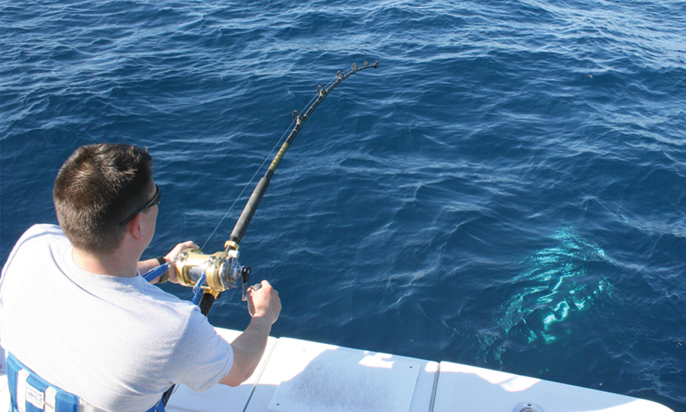 bluefin tuna