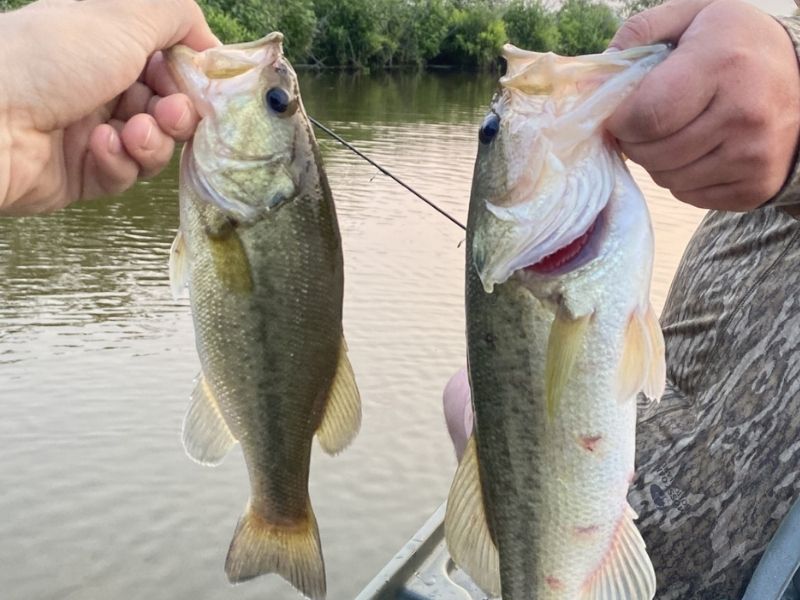 Largemouth bass fishing