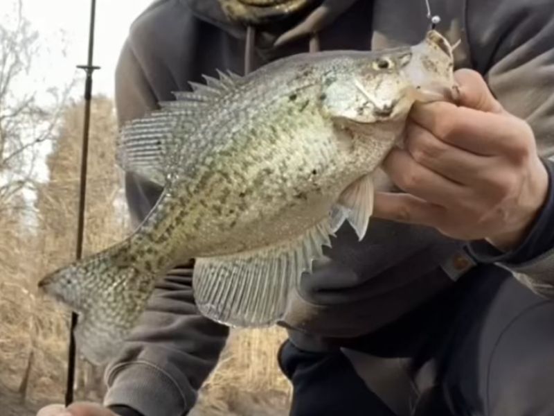crappie winter fishing