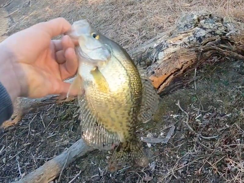 Crappie freshwater fishing