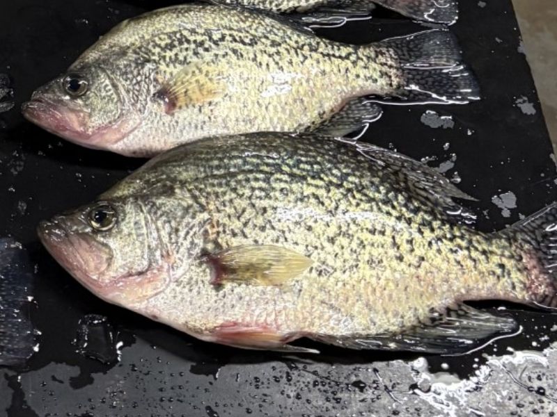 Crappie fishing