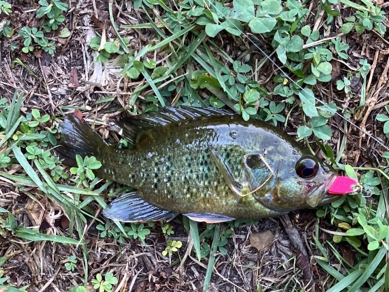 Panfish fishing freshwater fishing