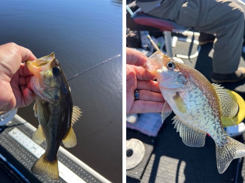 Bass and Crappie Fishing