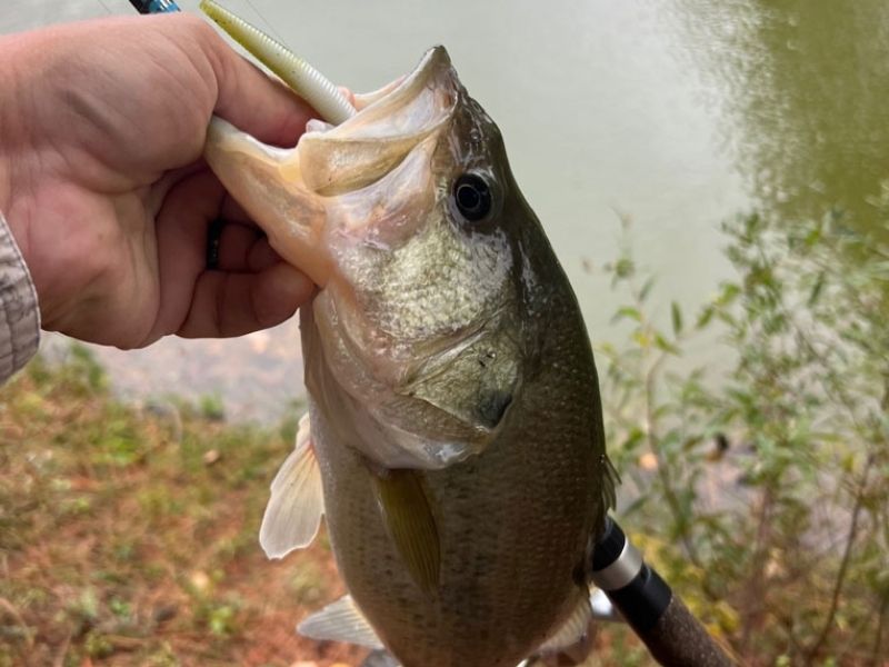 Largemouth bass fishing