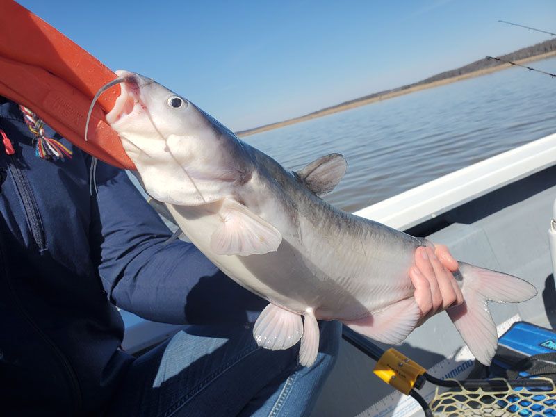 blue catfish chesapeake bay