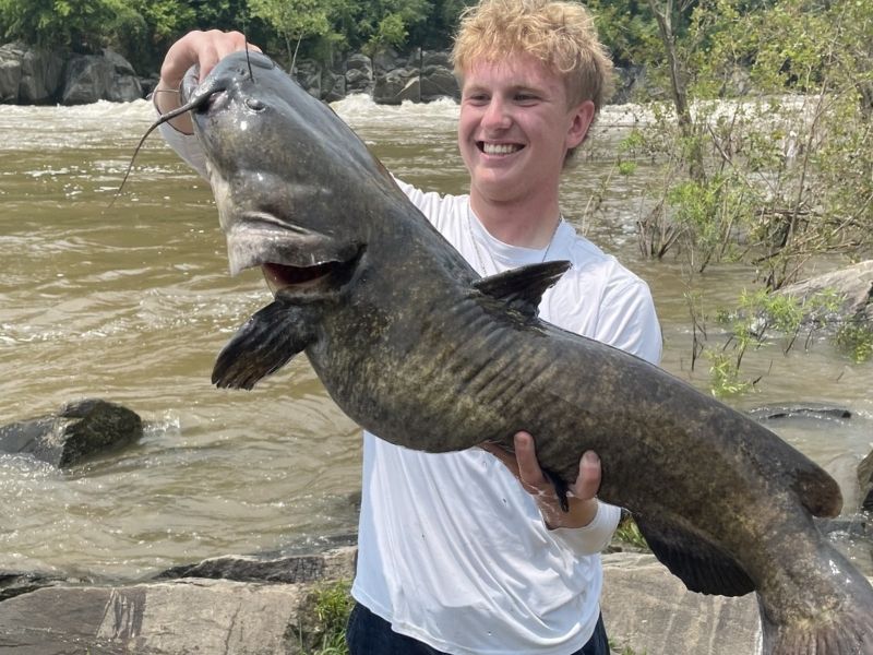 flathead catfish invasive species