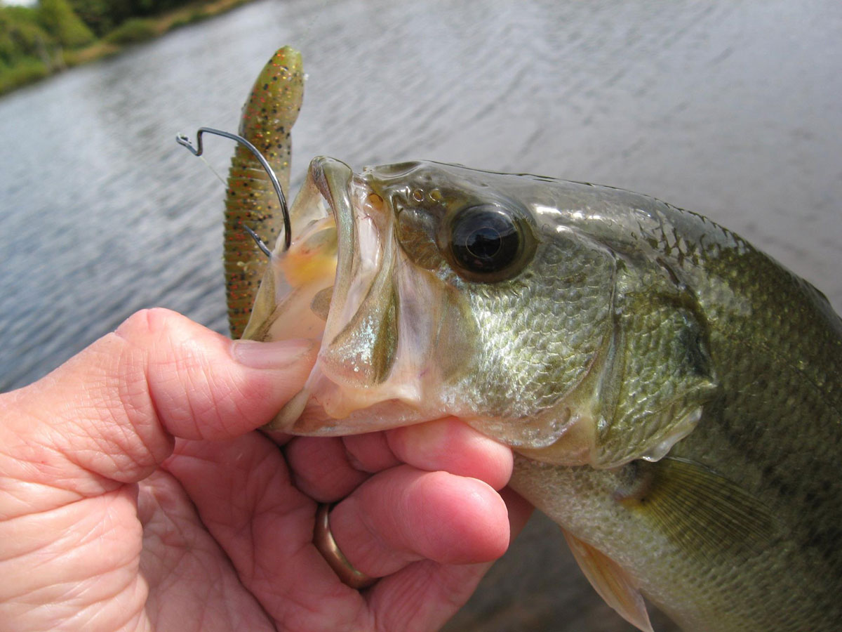 largemouth-bass