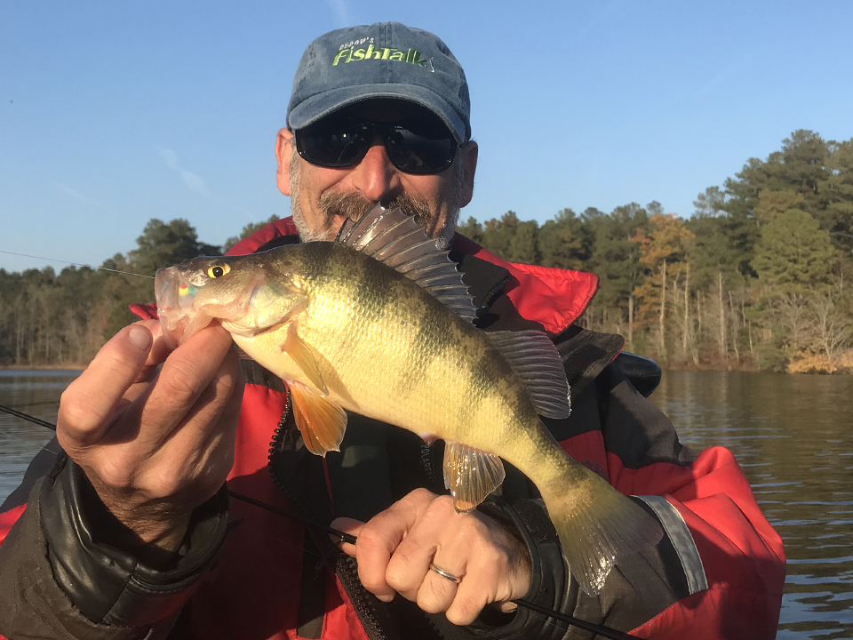 yellow perch fishing