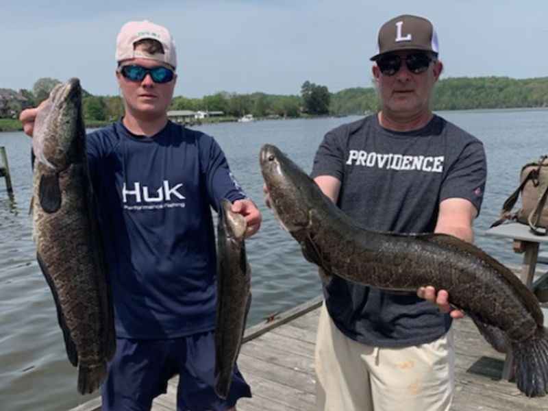 snakehead fishing maryland