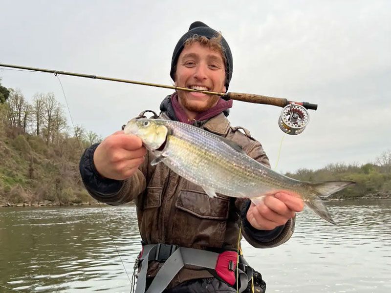 shad fishing spring fishing hickory shad