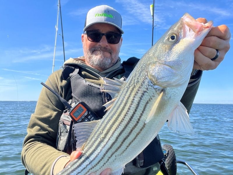 striped bass fishing chesapeake bay