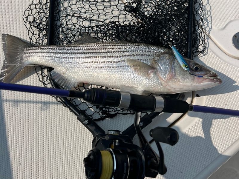 Light tackle jigging striped bass chesapeake bay