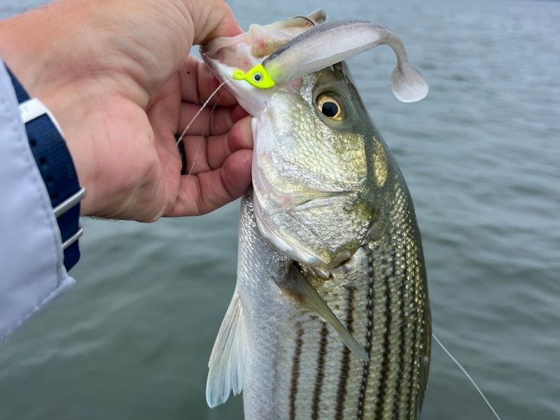 striped bass chesapeake bay fishing