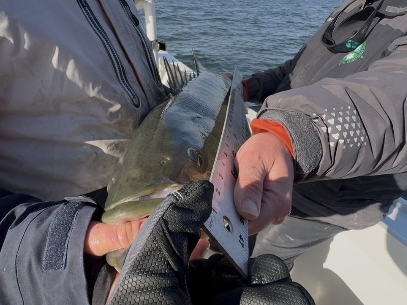 Trophy striped bass fishing Chesapeake Bay