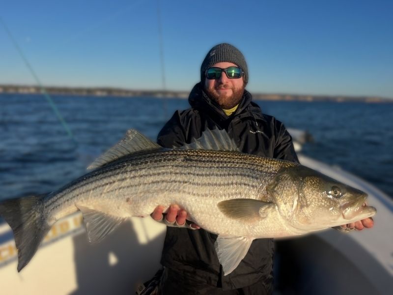 Trophy striped bass Chesapeake Bay