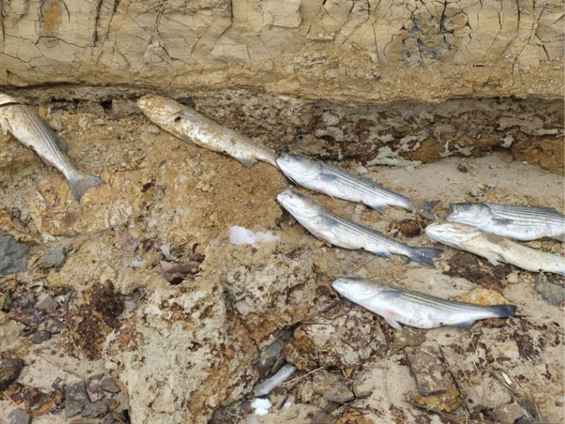 Chesapeake Bay fish kill