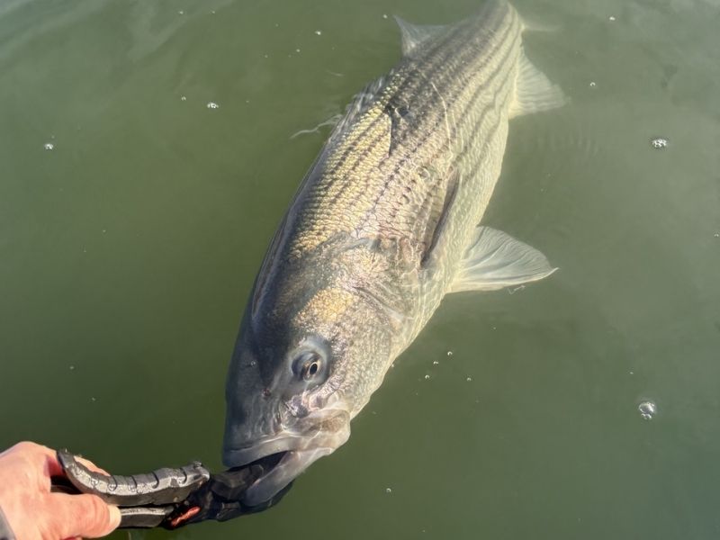 Striped bass fishing Chesapeake Bay