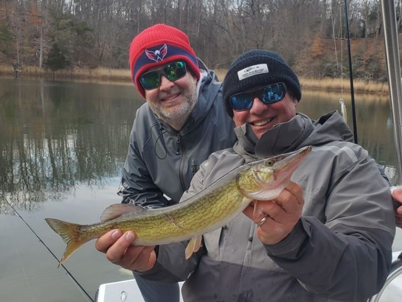 Pickerel fishing Chesapeake Bay