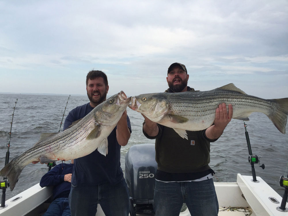 trophy stripers