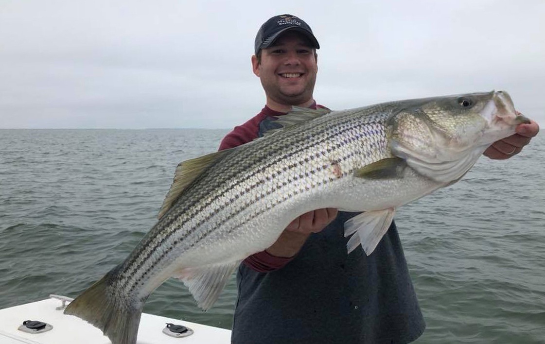 striped bass