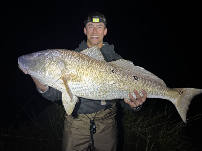 Bull red drum Chesapeake Bay