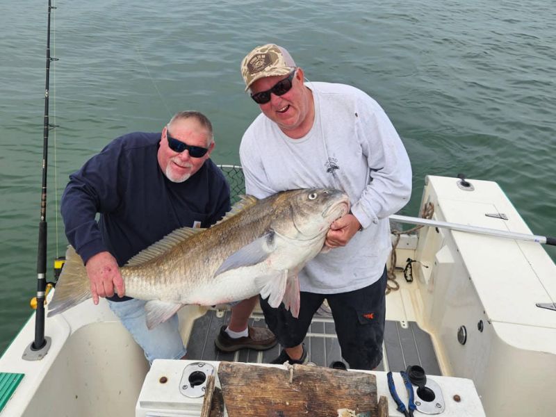 Black drum fishing Chesapeake Bay