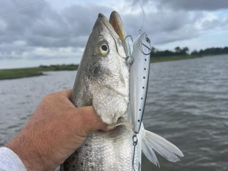 Speckled trout fishing Chesapeake Bay