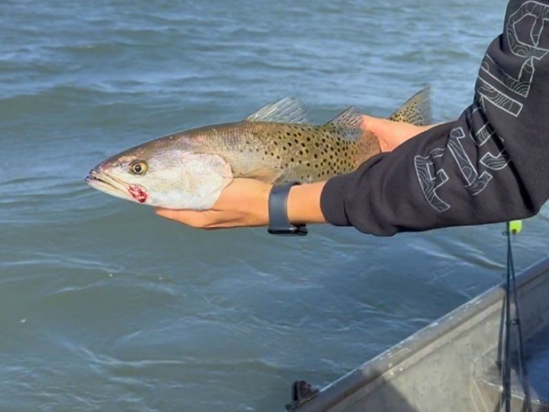 Speckled trout fishing Chesapeake Bay