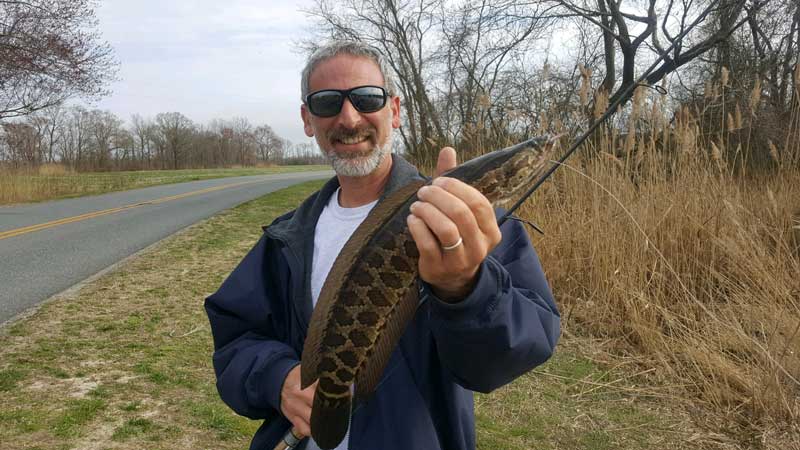 caught a snakehead