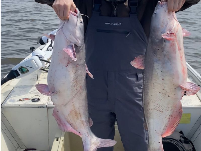 blue catfish chesapeake bay invasive species