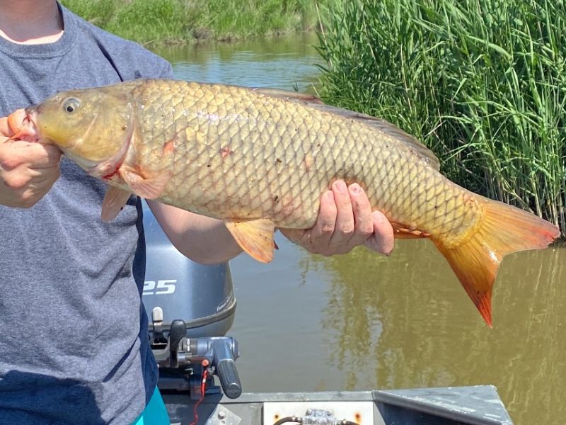 Carp fishing freshwater fishing