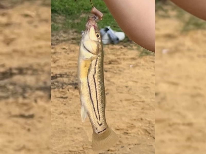 Chesapeake Bay Fishing