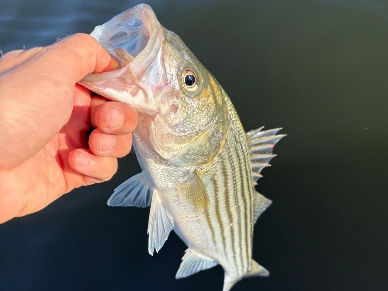 striped bass fishing chesapeake bay