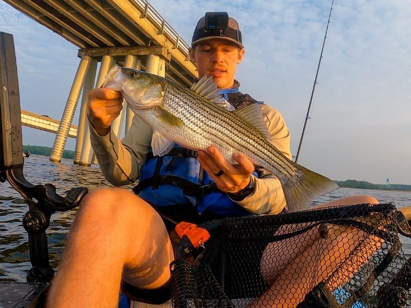Striped bass fishing Chesapeake Bay Bridge 