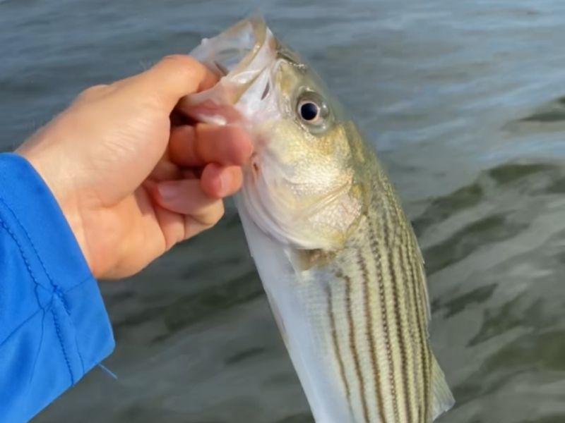 striped bass fishing chesapeake bay