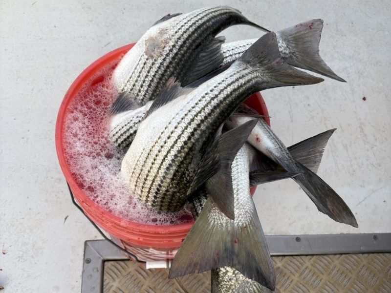 striped bass fishing chesapeake bay