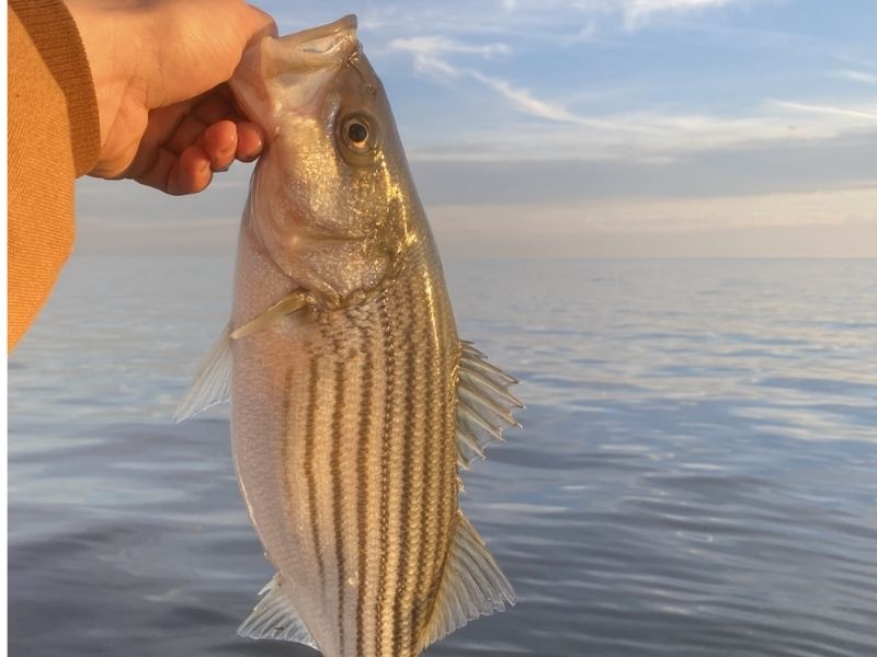 striped bass fishing chesapeake bay