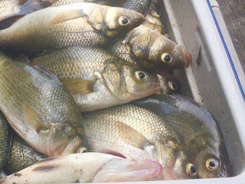 White perch fishing chesapeake bay