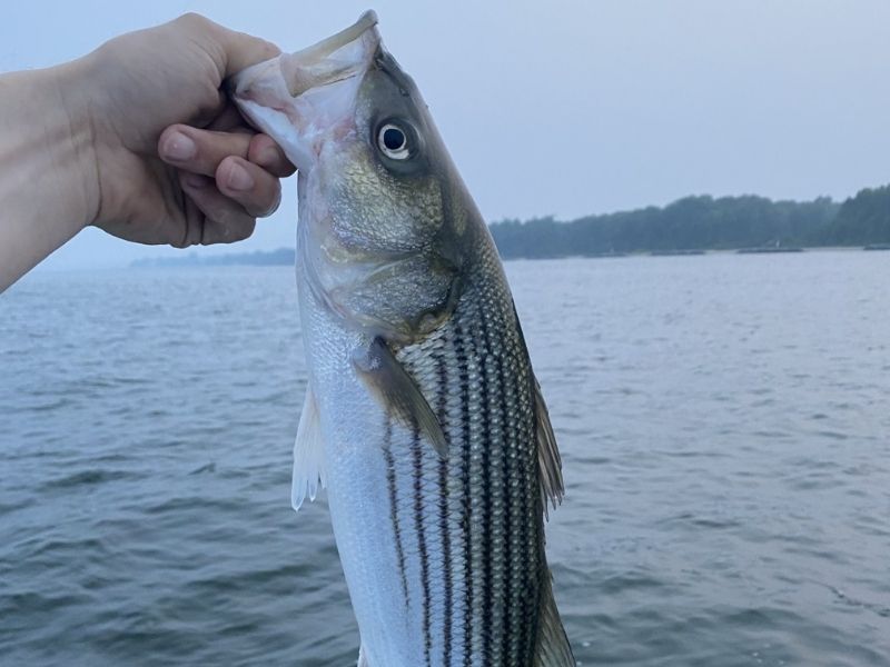 striped bass fishing chesapeake bay