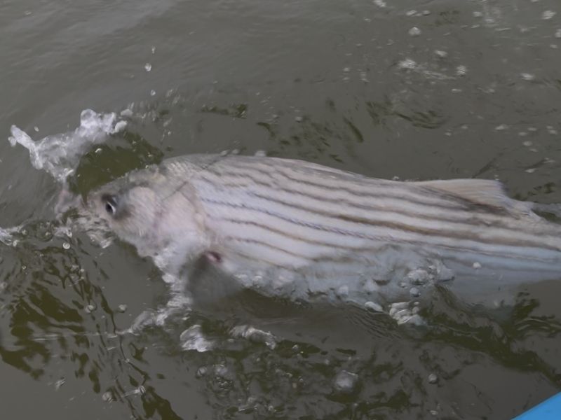 striped bass fishing chesapeake bay