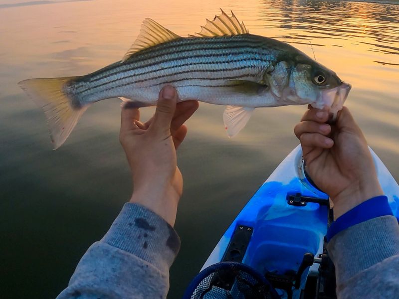 Striped bass kayak fishing