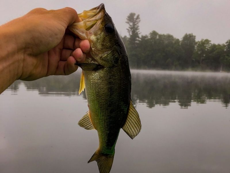 Largemouth bass fishing chesapeake bay