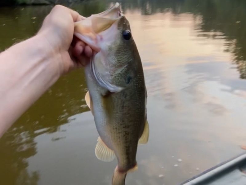 Chesapeake Bay bass fishing